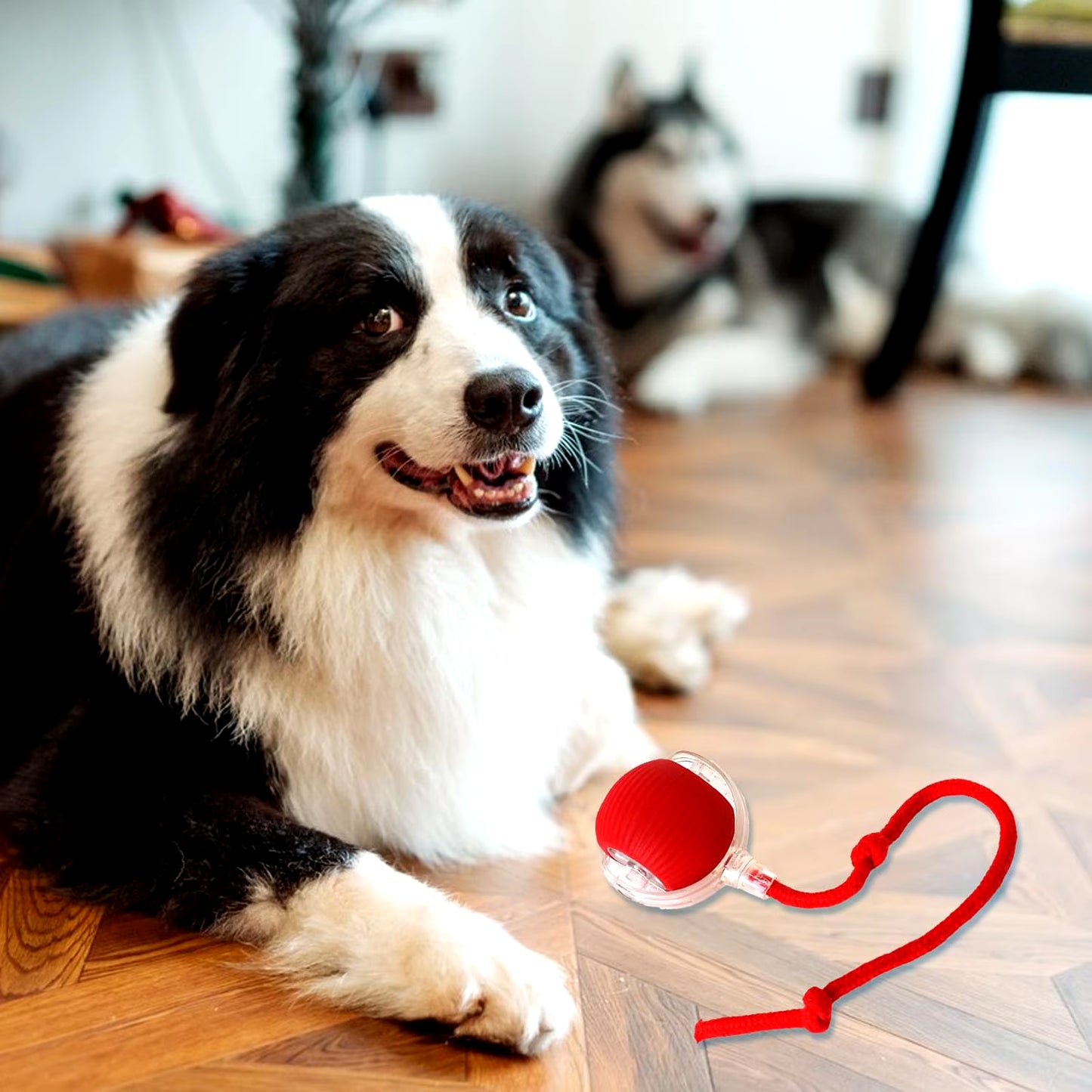 Lettuce Interactive Rolling Ball – Smart, Rechargeable Fun for Cats & Dogs