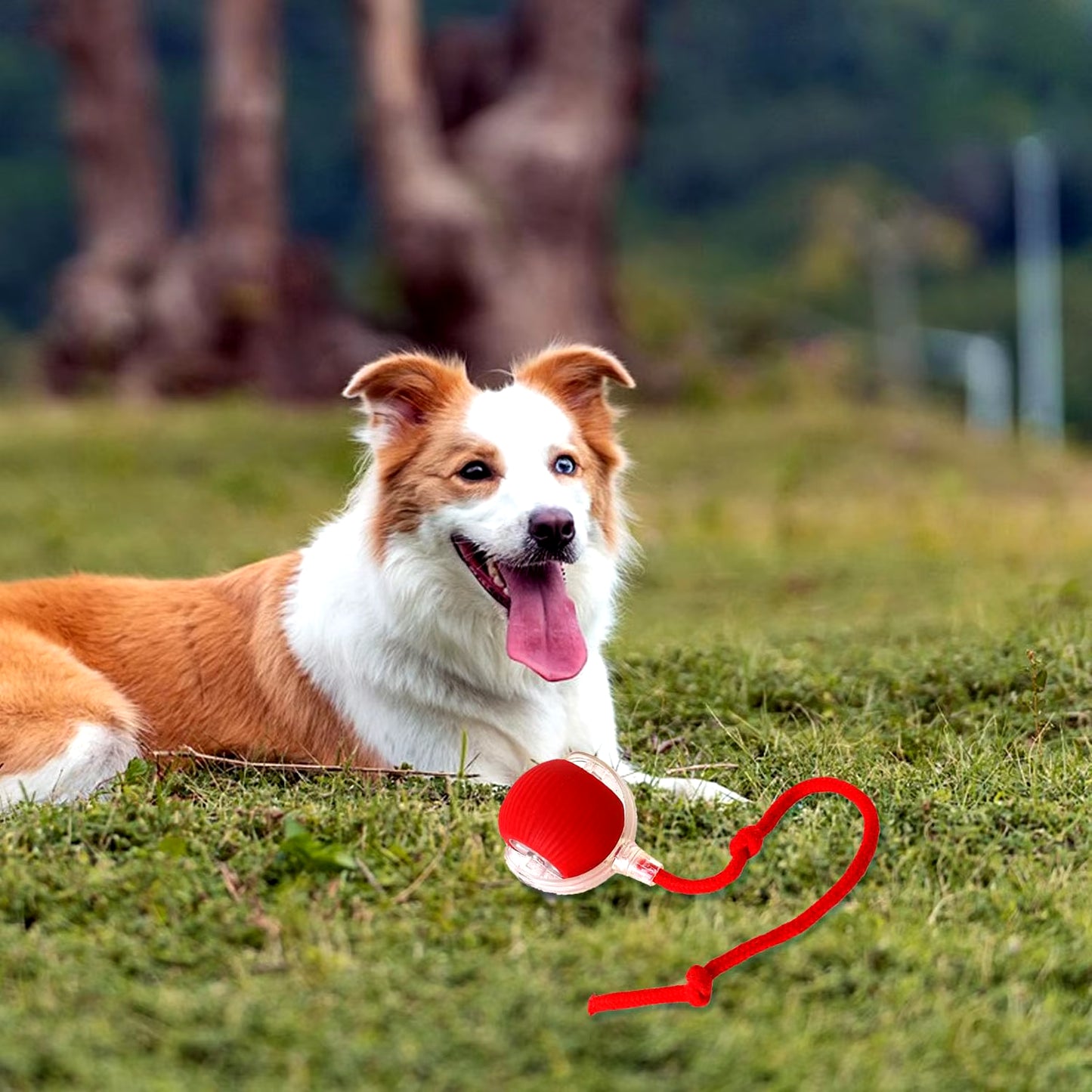 Lettuce Interactive Rolling Ball – Smart, Rechargeable Fun for Cats & Dogs